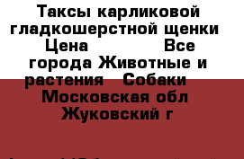 Таксы карликовой гладкошерстной щенки › Цена ­ 20 000 - Все города Животные и растения » Собаки   . Московская обл.,Жуковский г.